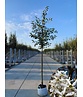 Kupfer-Felsenbirne | Amelanchier lamarckii