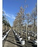 Kupfer-Felsenbirne | Amelanchier lamarckii