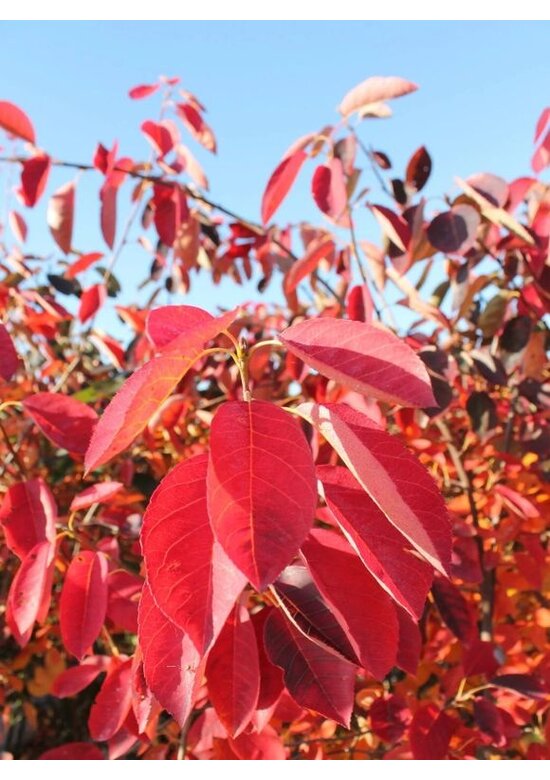 Kupfer-Felsenbirne | Amelanchier lamarckii