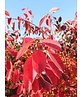 Kupfer-Felsenbirne | Amelanchier lamarckii
