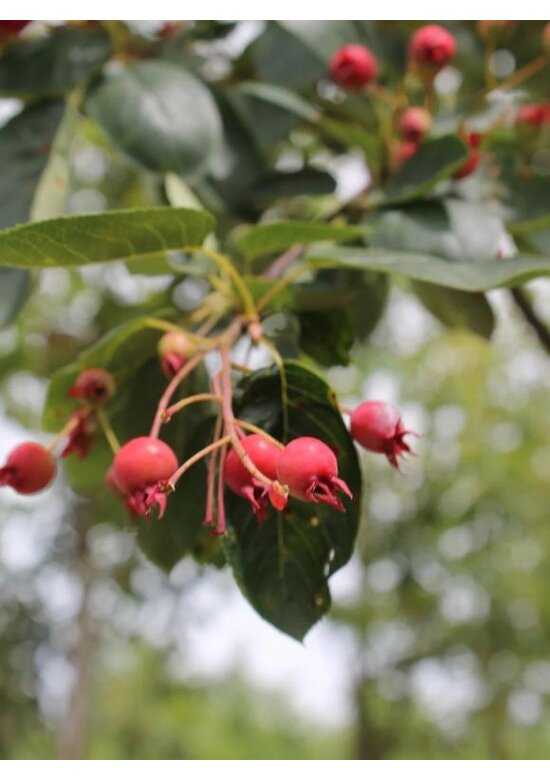 Kupfer-Felsenbirne | Amelanchier lamarckii