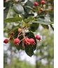 Kupfer-Felsenbirne | Amelanchier lamarckii
