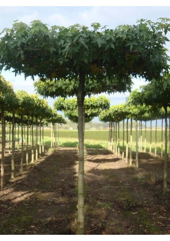 Amberbaum Dachform | Liquidambar styraciflua 'Worplesdon'