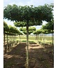 Amberbaum Dachform | Liquidambar styraciflua 'Worplesdon'