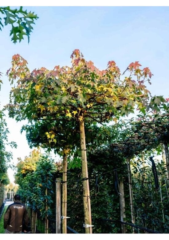 Amberbaum Dachform | Liquidambar styraciflua 'Worplesdon'