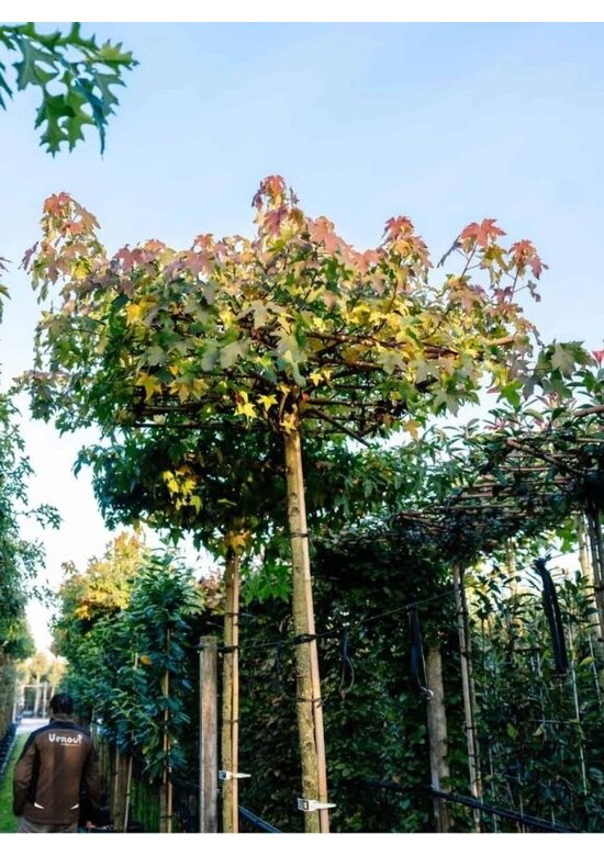 Amberbaum Dachform | Liquidambar styraciflua 'Worplesdon'