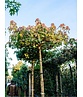 Amberbaum Dachform | Liquidambar styraciflua 'Worplesdon'