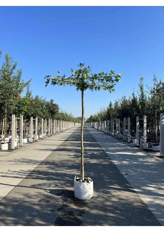 Amberbaum Dachform | Liquidambar styraciflua 'Worplesdon'