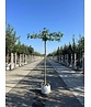 Amberbaum Dachform | Liquidambar styraciflua 'Worplesdon'