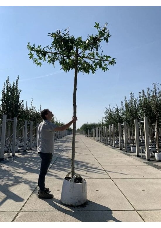 Amberbaum Dachform | Liquidambar styraciflua 'Worplesdon'