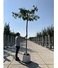 Amberbaum Dachform | Liquidambar styraciflua 'Worplesdon'