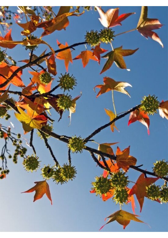 Amberbaum Dachform | Liquidambar styraciflua 'Worplesdon'