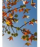 Amberbaum Dachform | Liquidambar styraciflua 'Worplesdon'