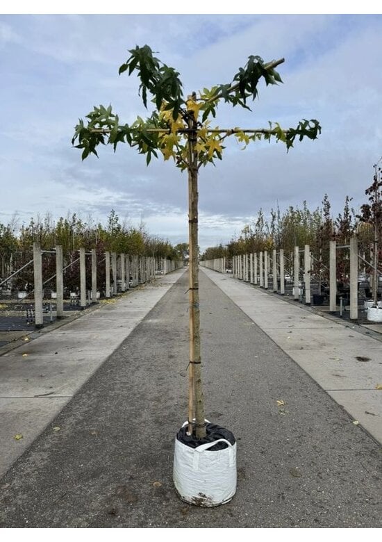 Amberbaum Dachform | Liquidambar styraciflua 'Worplesdon'