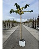 Amberbaum Dachform | Liquidambar styraciflua 'Worplesdon'