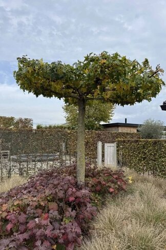 Amberbaum Dachform | Liquidambar styraciflua 'Worplesdon'