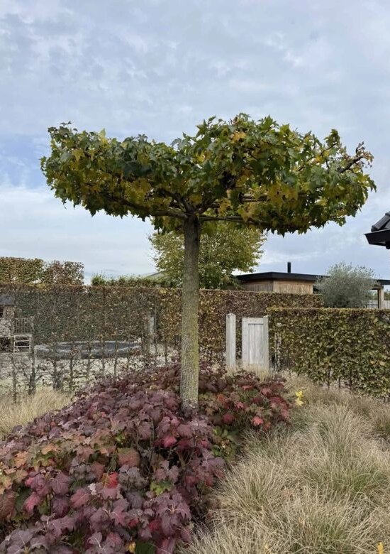 Amberbaum Dachform Worplesdon Kaufen | 3 Jahre Garantie - Venovi