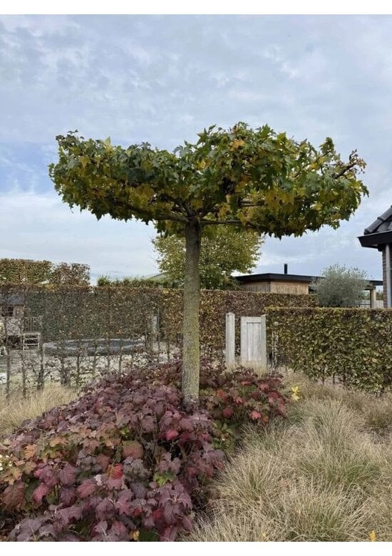 Amberbaum Dachform | Liquidambar styraciflua 'Worplesdon'