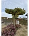Amberbaum Dachform | Liquidambar styraciflua 'Worplesdon'