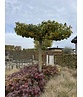 Amberbaum Dachform | Liquidambar styraciflua 'Worplesdon'