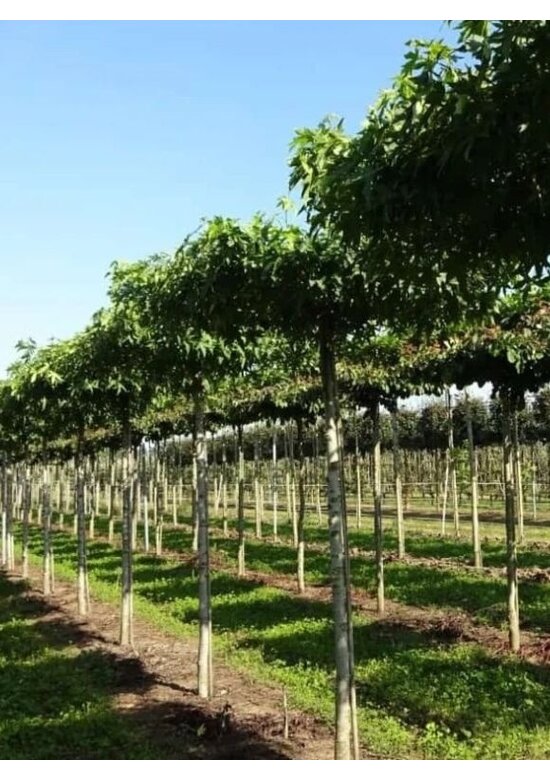 Amberbaum Dachform | Liquidambar styraciflua 'Worplesdon'