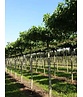 Amberbaum Dachform | Liquidambar styraciflua 'Worplesdon'