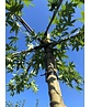 Amberbaum Dachform | Liquidambar styraciflua 'Worplesdon'