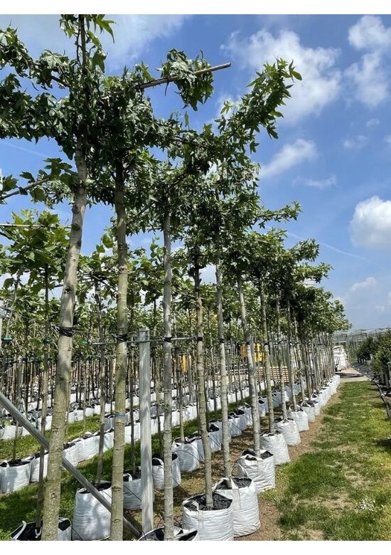 Amberbaum Dachform | Liquidambar styraciflua 'Worplesdon'
