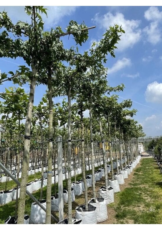 Amberbaum Dachform | Liquidambar styraciflua 'Worplesdon'