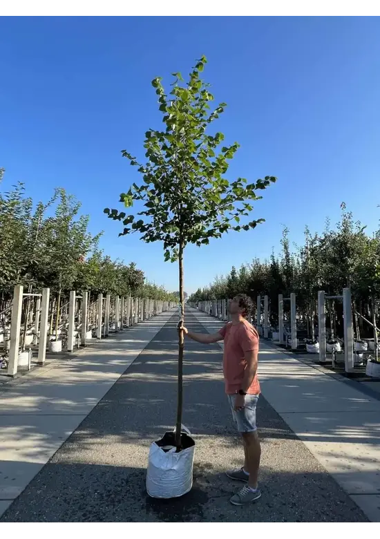 Winterlinde 'Winter Orange' | Tilia cordata 'Winter Orange'