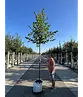 Winterlinde 'Winter Orange' | Tilia cordata 'Winter Orange'