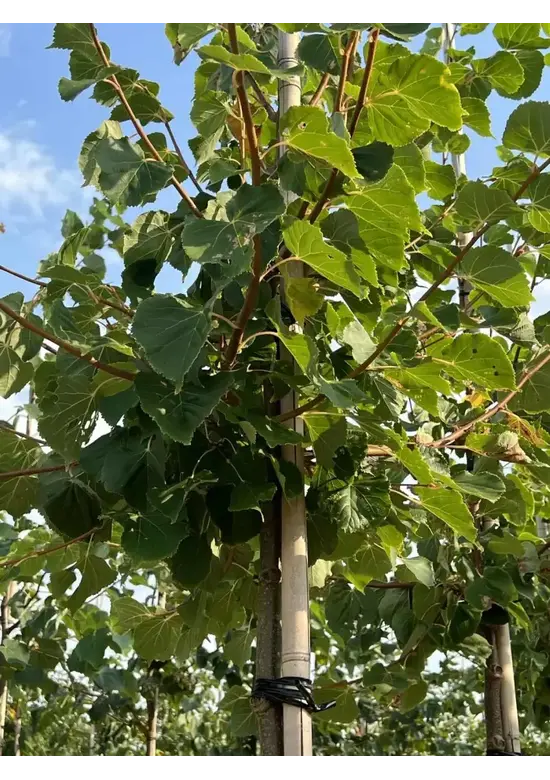 Winterlinde 'Winter Orange' | Tilia cordata 'Winter Orange'