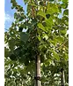Winterlinde 'Winter Orange' | Tilia cordata 'Winter Orange'