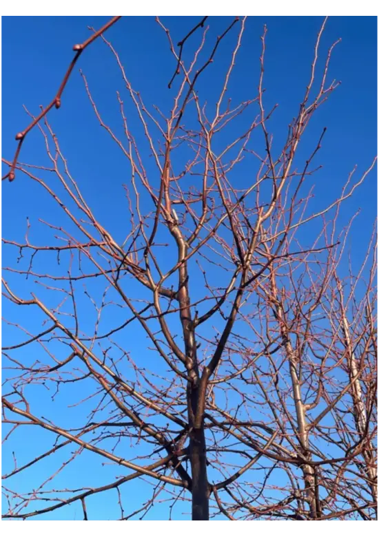 Winterlinde 'Winter Orange' | Tilia cordata 'Winter Orange'