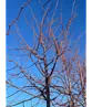 Winterlinde 'Winter Orange' | Tilia cordata 'Winter Orange'