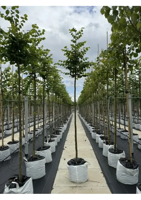 Winterlinde 'Winter Orange' | Tilia cordata 'Winter Orange'