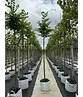 Winterlinde 'Winter Orange' | Tilia cordata 'Winter Orange'