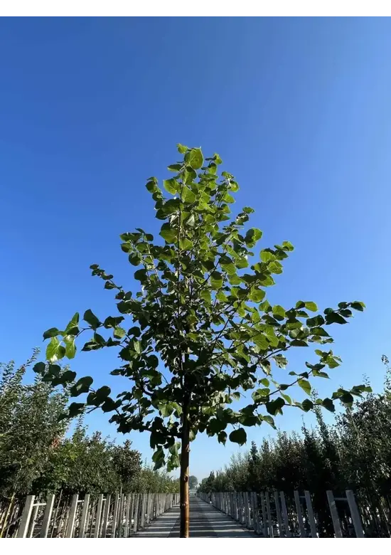 Winterlinde 'Winter Orange' | Tilia cordata 'Winter Orange'
