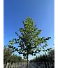 Winterlinde 'Winter Orange' | Tilia cordata 'Winter Orange'