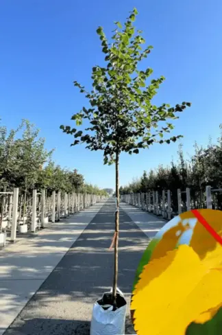 Winterlinde 'Winter Orange' | Tilia cordata 'Winter Orange'