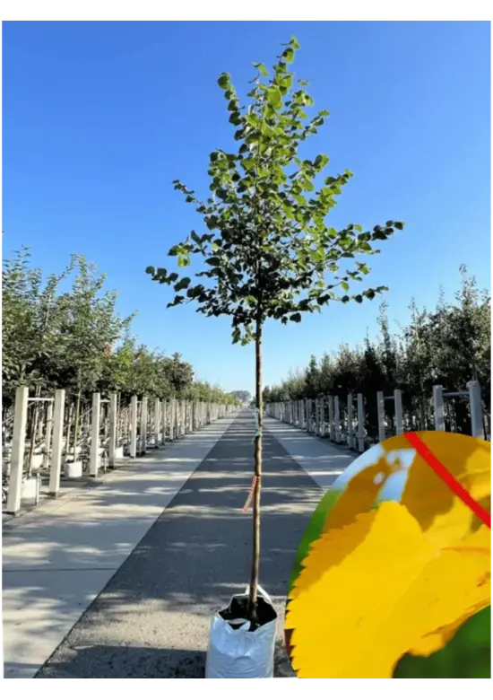 Winterlinde 'Winter Orange' | Tilia cordata 'Winter Orange'