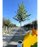 Winterlinde 'Winter Orange' | Tilia cordata 'Winter Orange'