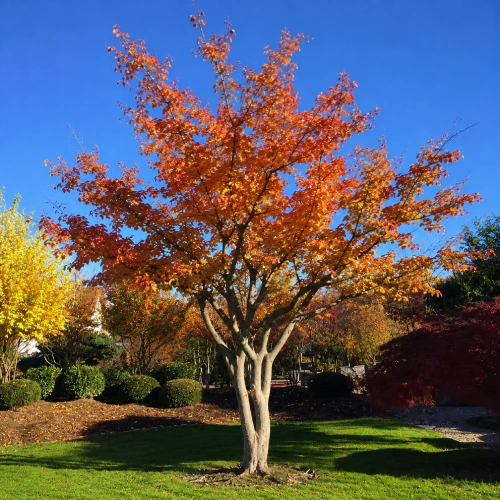 Platzhalter Baum 1