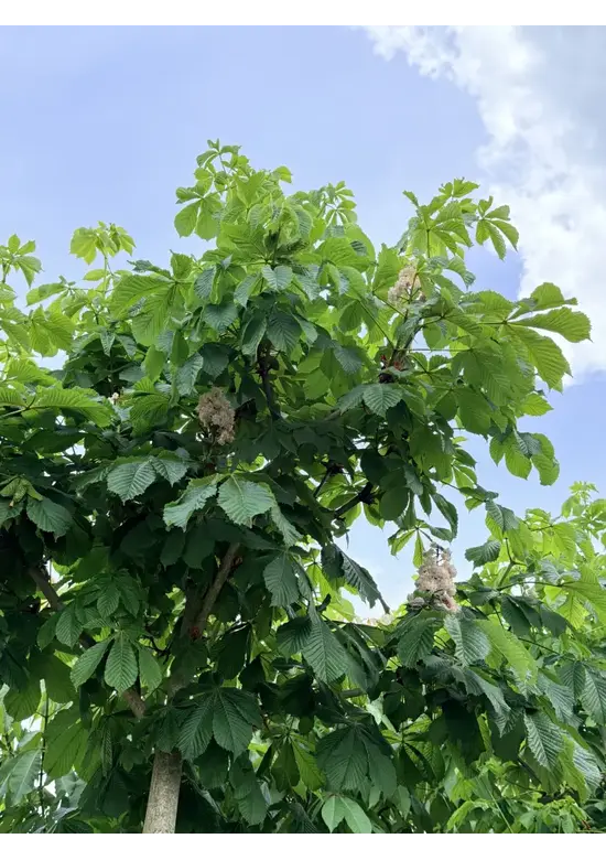 Gewöhnliche Rosskastanie | Aesculus hippocastanum