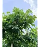 Gewöhnliche Rosskastanie | Aesculus hippocastanum
