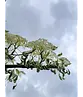 Hoher Weißbunter Etagen-Hartriegel 'Variegata' | Cornus controversa 'Variegata'