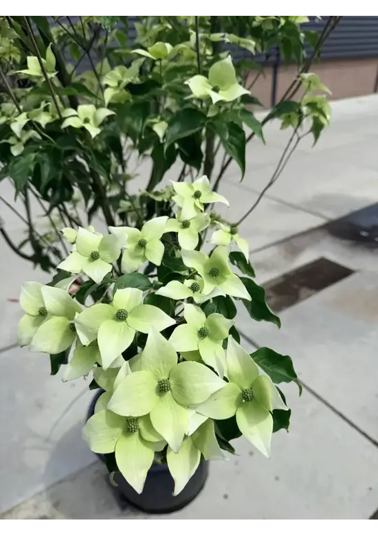 Chinesischer Blumenhartriegel 'China Girl' - Mehrstämmig | Cornus kousa 'China Girl'