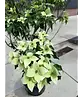 Chinesischer Blumenhartriegel 'China Girl' - Mehrstämmig | Cornus kousa 'China Girl'