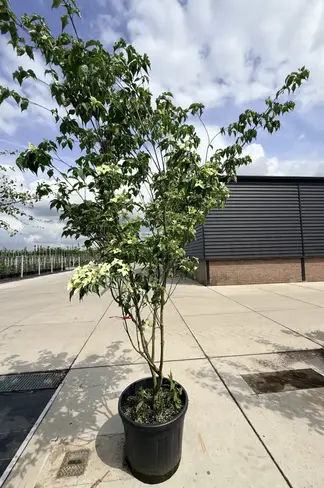 Chinesischer Blumenhartriegel 'China Girl' - Mehrstämmig | Cornus kousa 'China Girl'
