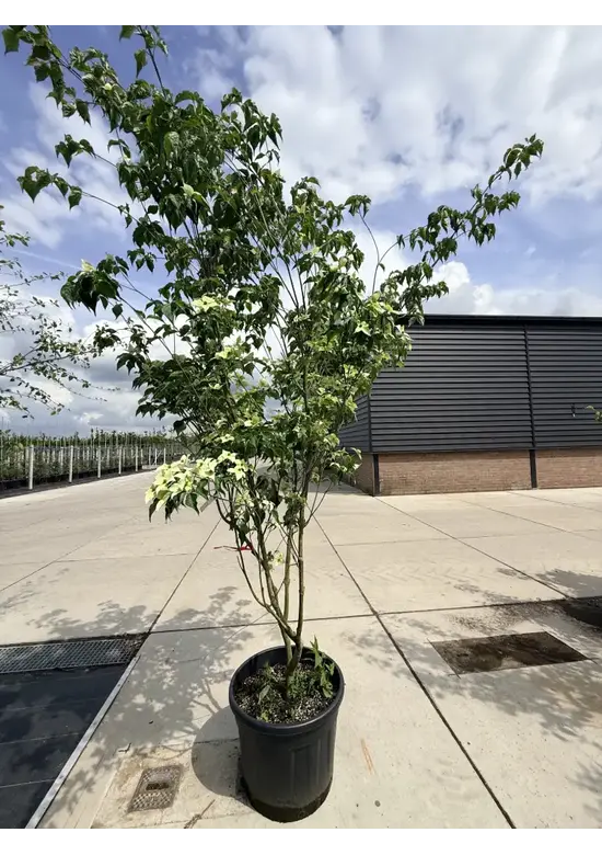 Chinesischer Blumenhartriegel 'China Girl' - Mehrstämmig | Cornus kousa 'China Girl'